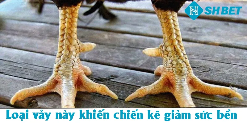 Loại vảy này khiến chiến kê giảm sức bền